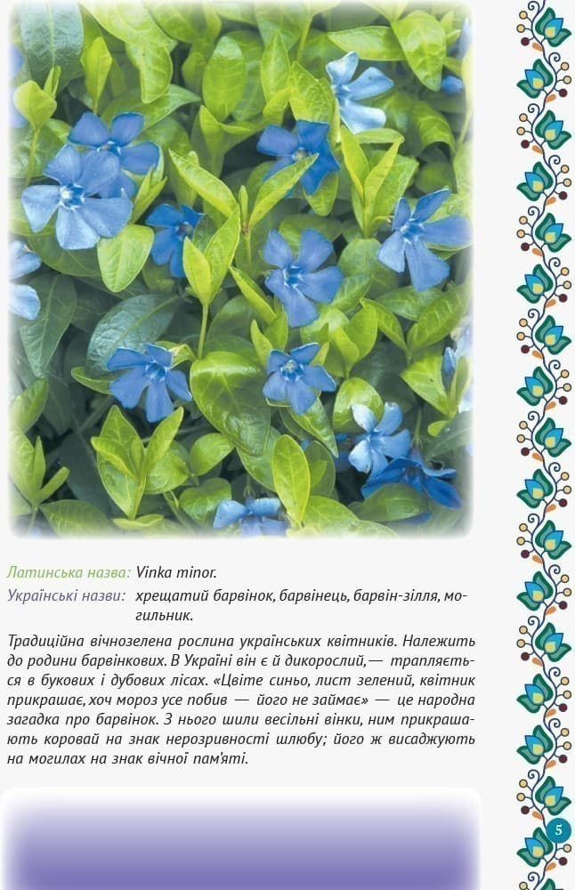 Зірка Мензатюк. Український квітник, фото - 2