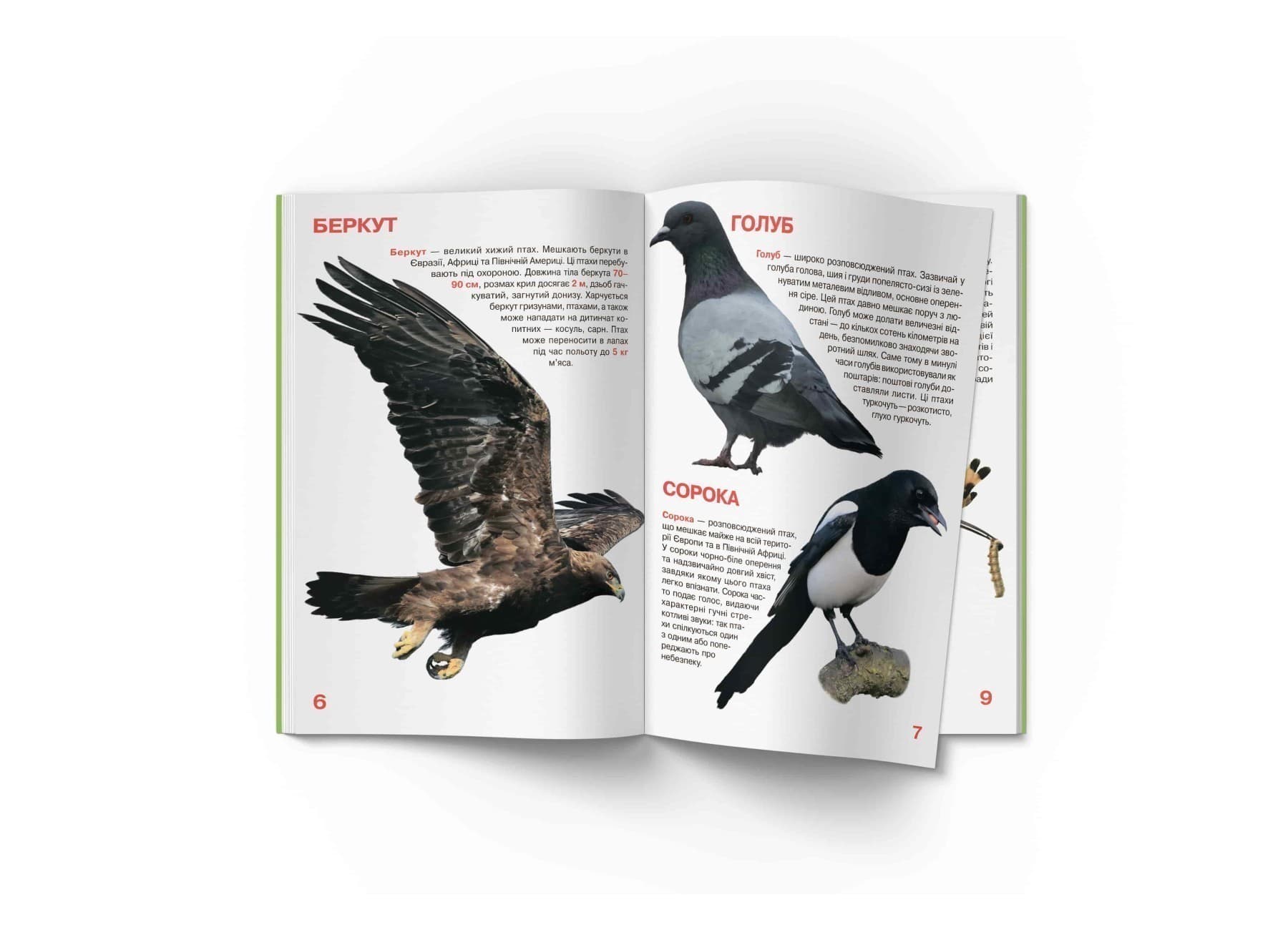 Велика книжка. Птахи, фото - 3