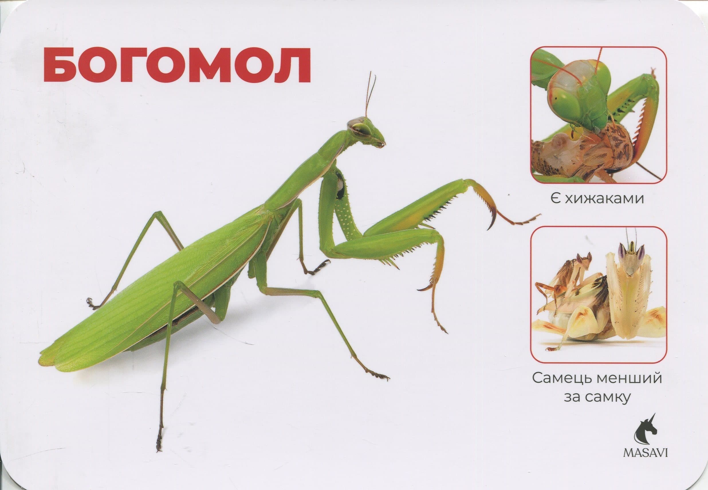 Комахи. Маленькі герої великого лісу. Монтессорі-картки, фото - 2