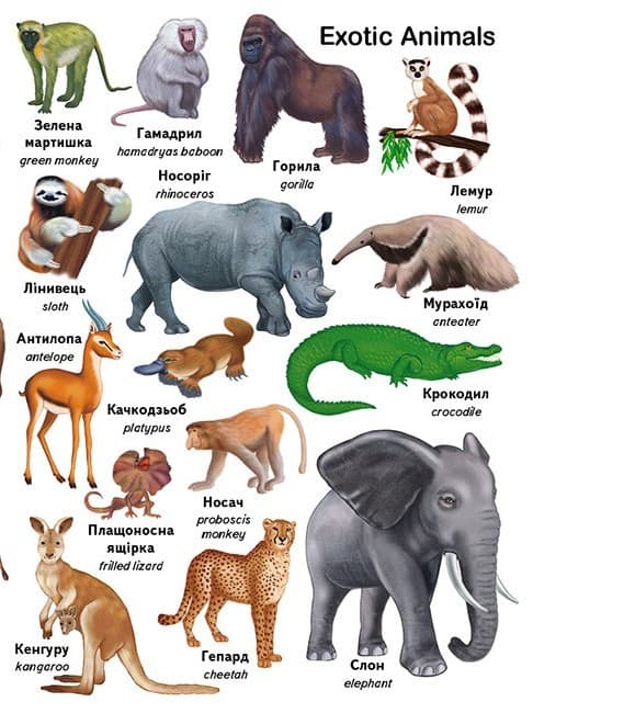 Перші слова. Тварини + англійська, фото - 2