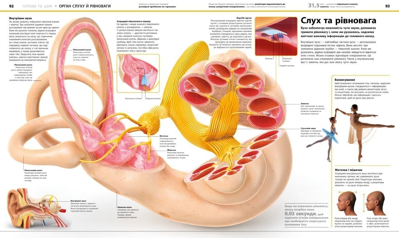 Енциклопедія знань. Тіло людини, фото - 3
