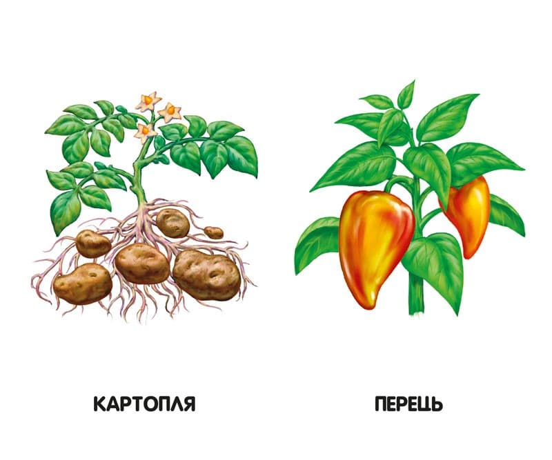 Овочі, фрукти, ягоди, фото - 3