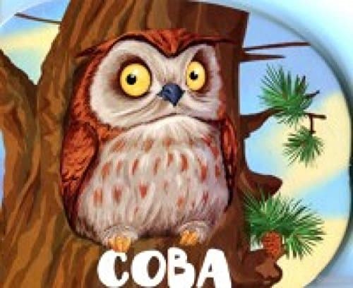 Сова, фото - 1