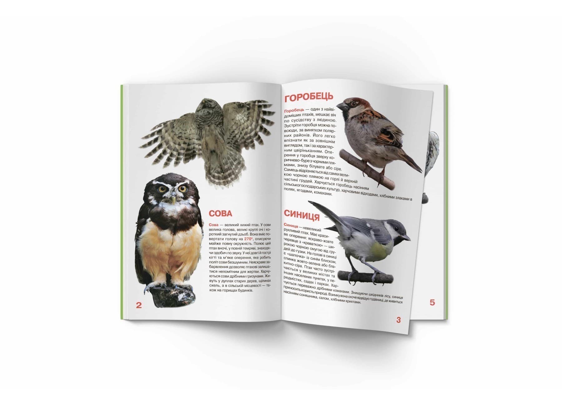 Велика книжка. Птахи, фото - 2