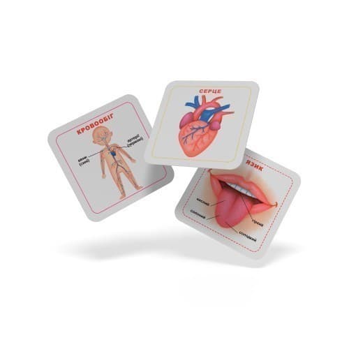 Розумні картки. Моє тіло. 30 карток, фото - 3
