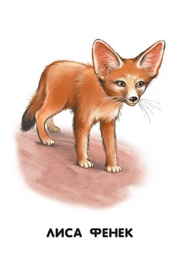 Прогулка по зоопарку, фото - 3