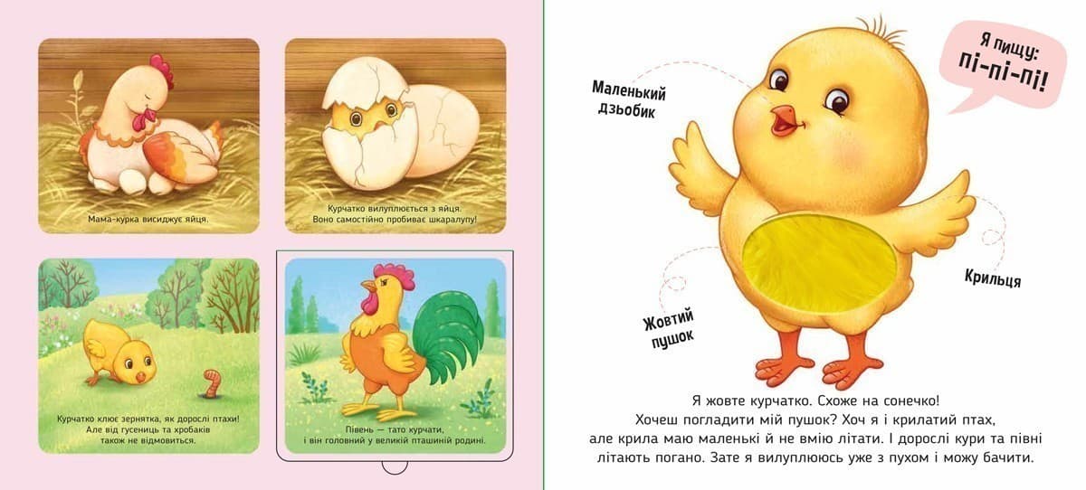 На фермі. Познайомся і погладь, фото - 2