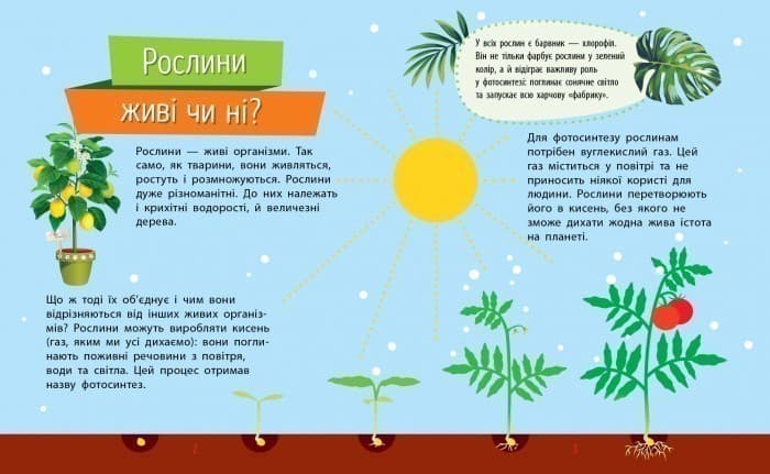 Рослини, фото - 3