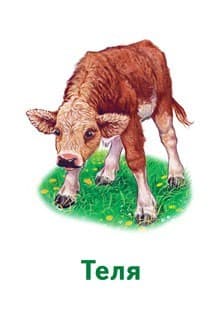 Світ тварин, фото - 2