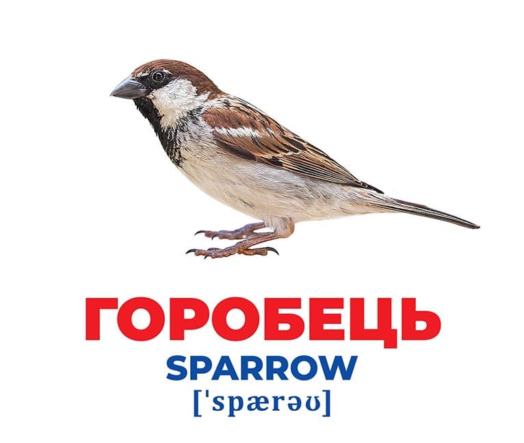 Геній з пелюшок.Птахи України, фото - 3