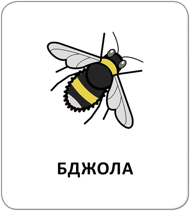 Картки з піктограмами. Тварини, фото - 3