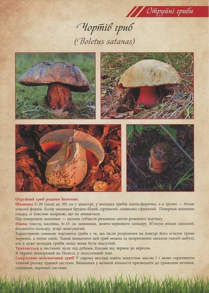 Грибі їстівні та отруйні, фото - 2