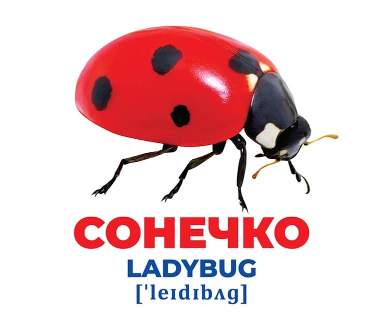 Геній з пелюшок.Комахи, фото - 2