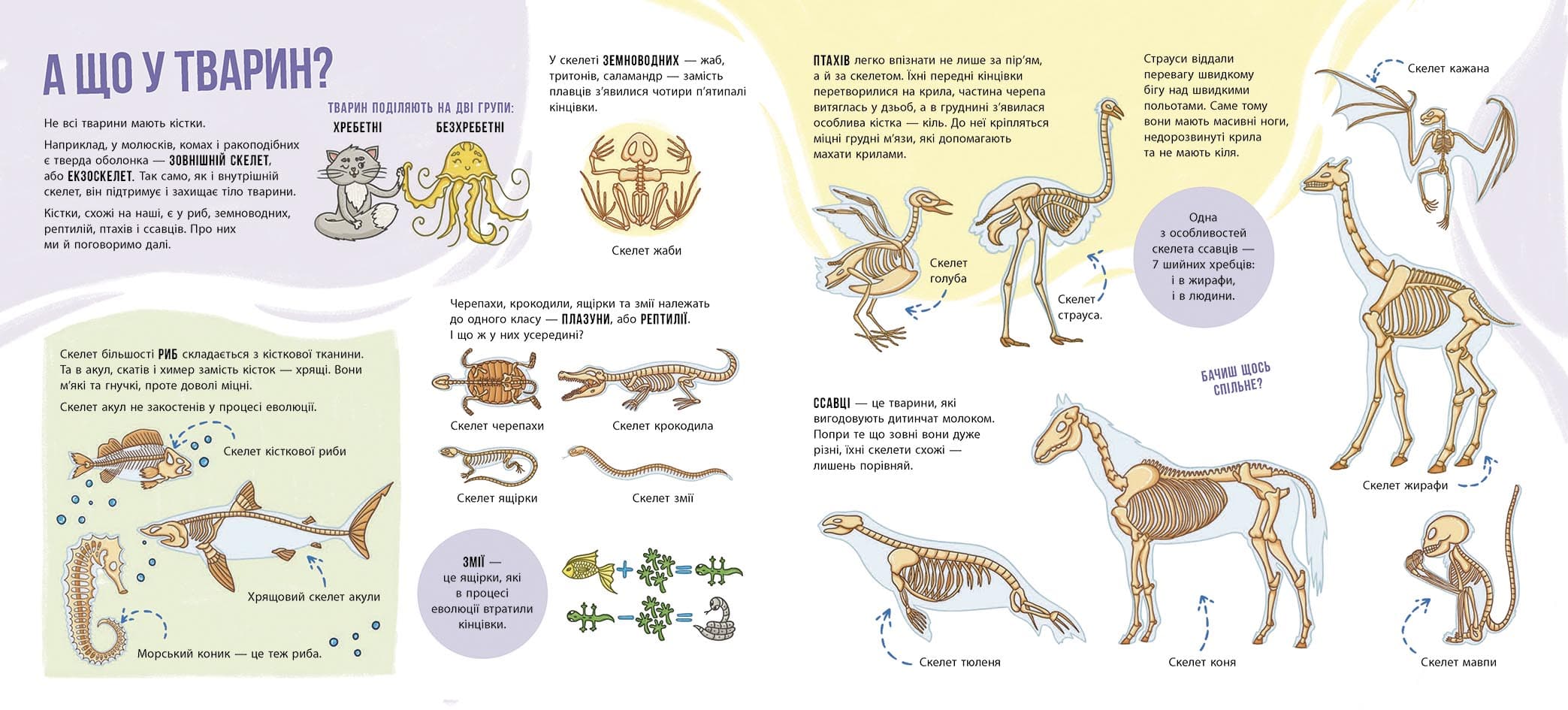 Енциклопедія з віконцями. Скелети і кістки, фото - 2