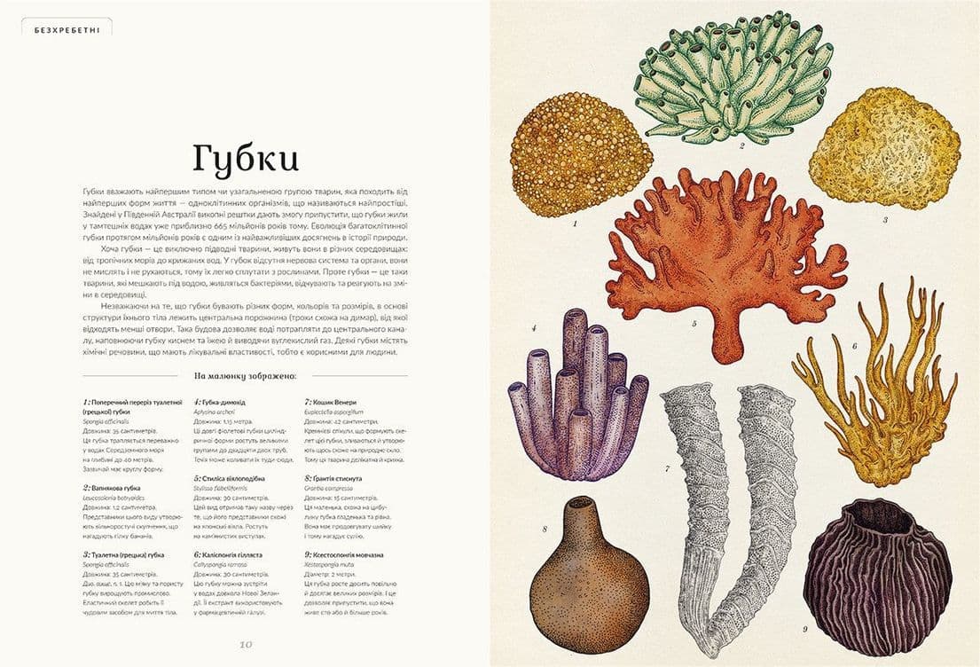 Анімаліум, фото - 3